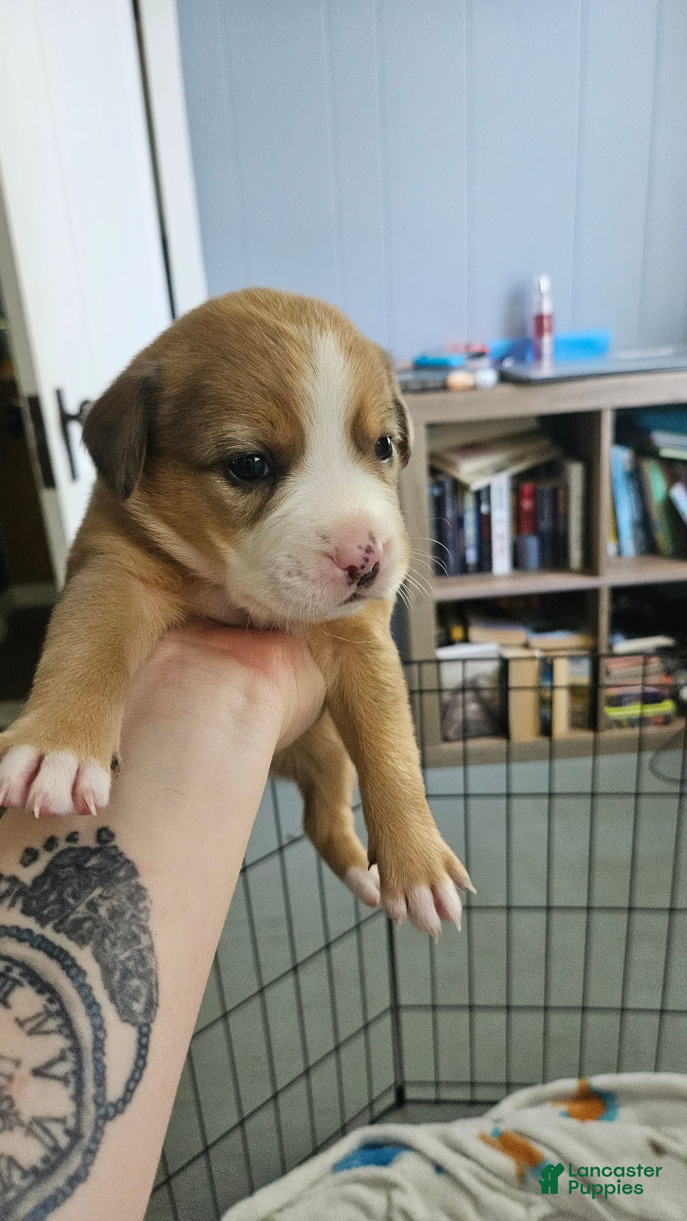 Mixed Breed dogs Ellington - Ad 2