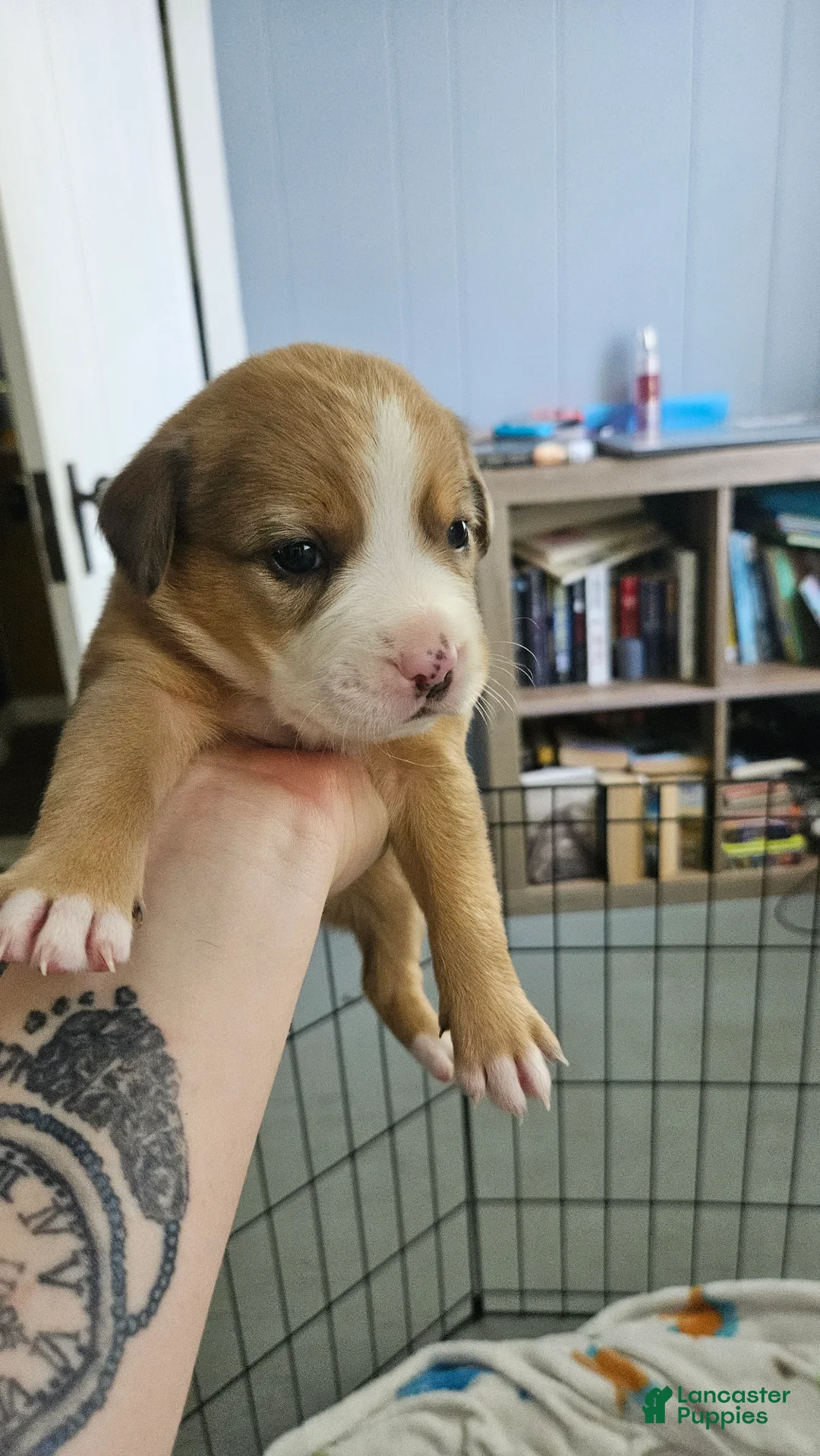 Mixed Breed dogs for sale: Ellington - Ad 1