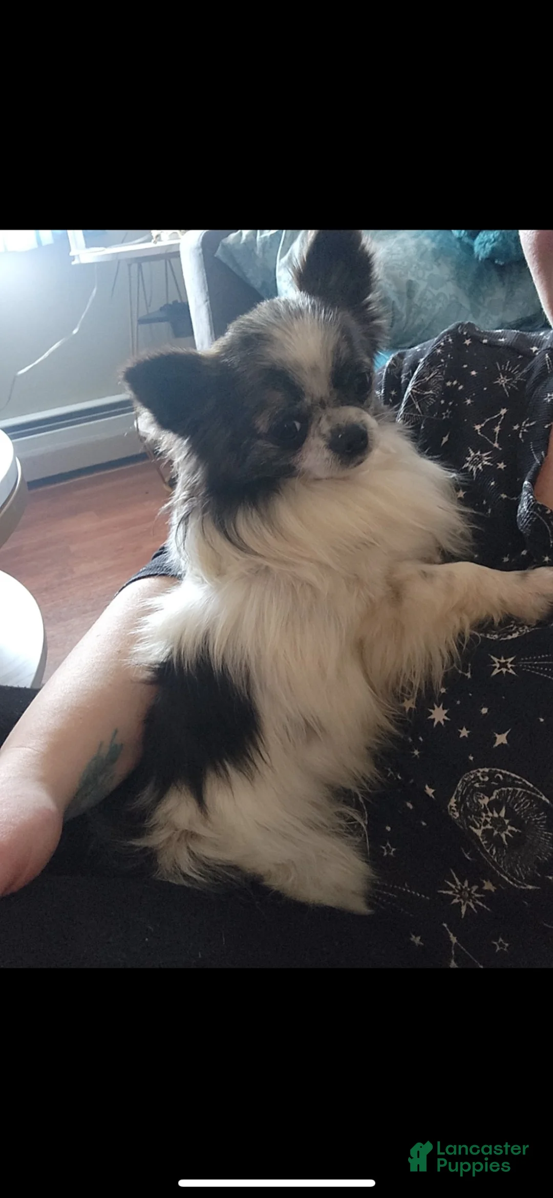 Chihuahua dogs for sale: Rio - Ad 8