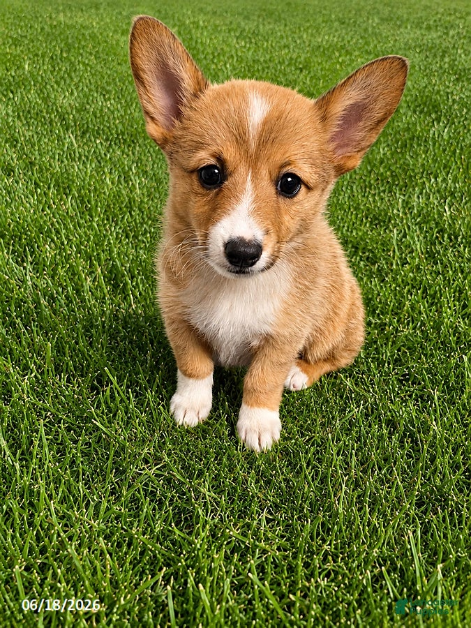 Mixed Breed dogs Henry - Ad 1