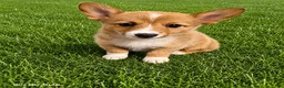 Mixed Breed dogs for sale: Henry - Ad 1