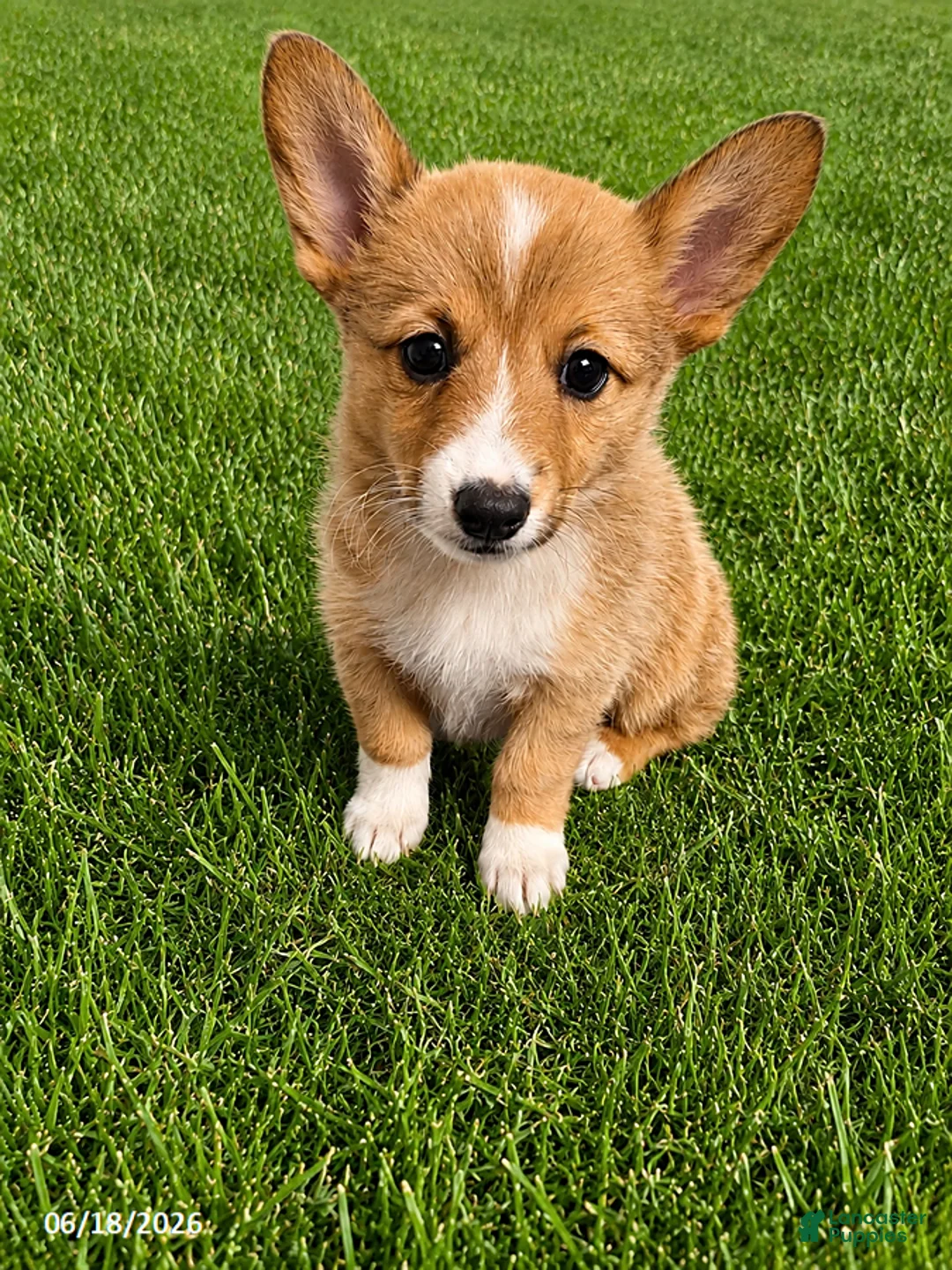 Mixed Breed dogs for sale: Henry - Ad 1