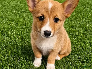 Mixed Breed dogs for sale: Henry - Ad 1