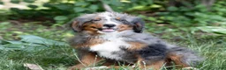 Bernedoodle dogs for sale: Shane - Ad 3