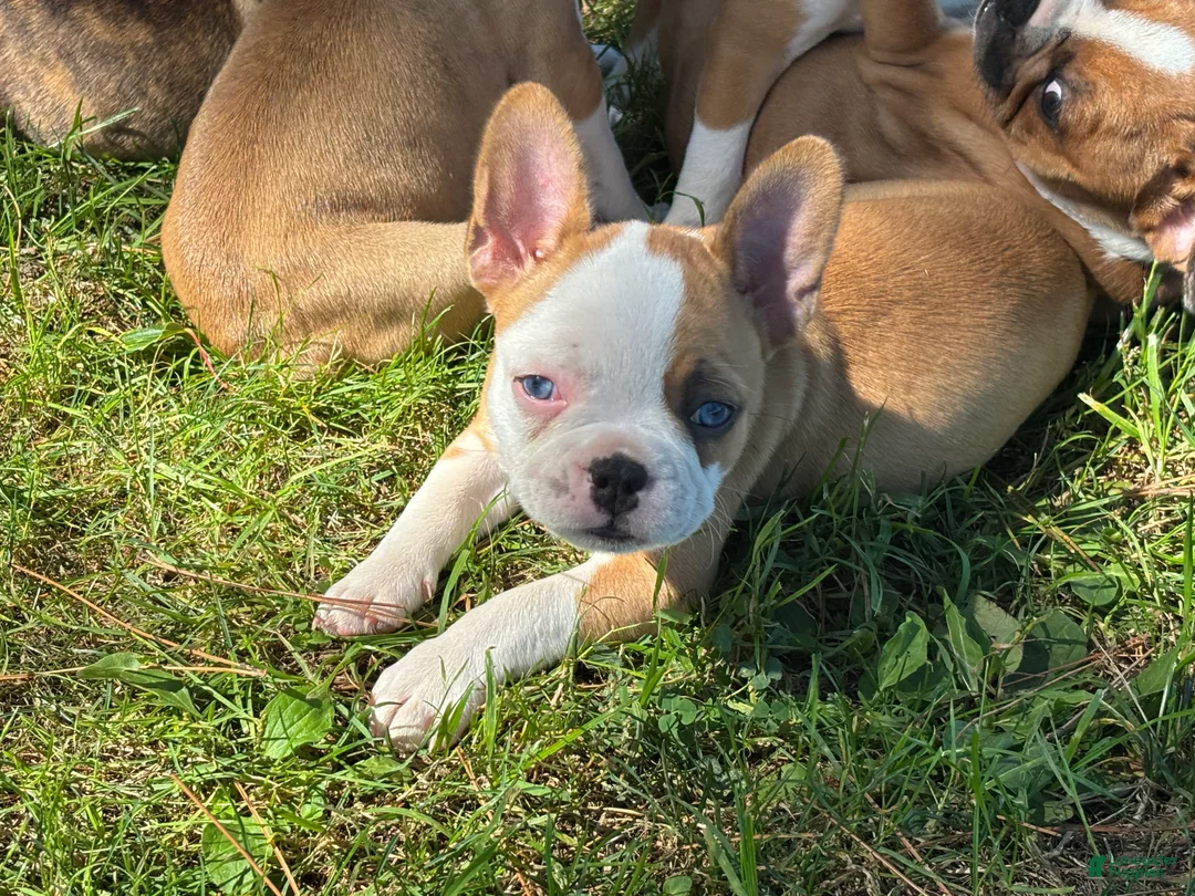 Frenchton dogs for sale: Twix IS A FEMALE - Ad 2
