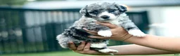Mini Bernedoodle dogs for sale: Greg - Ad 3