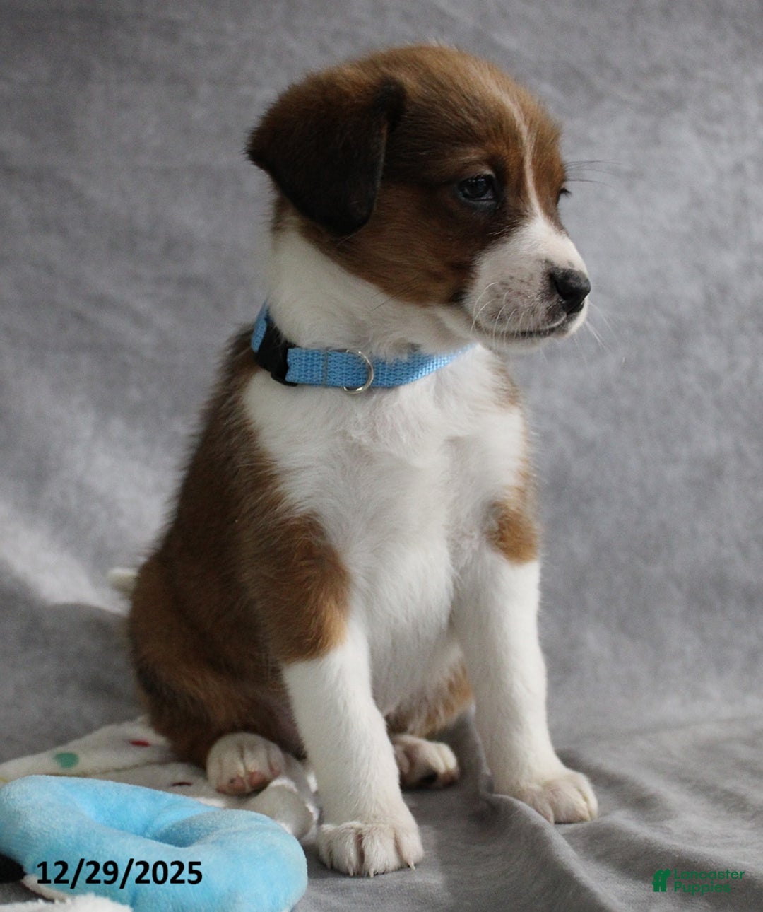 Mixed Breed dogs for sale: Argo - Ad 2