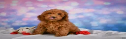 Miniature Poodle dogs for sale: Jack - Ad 1