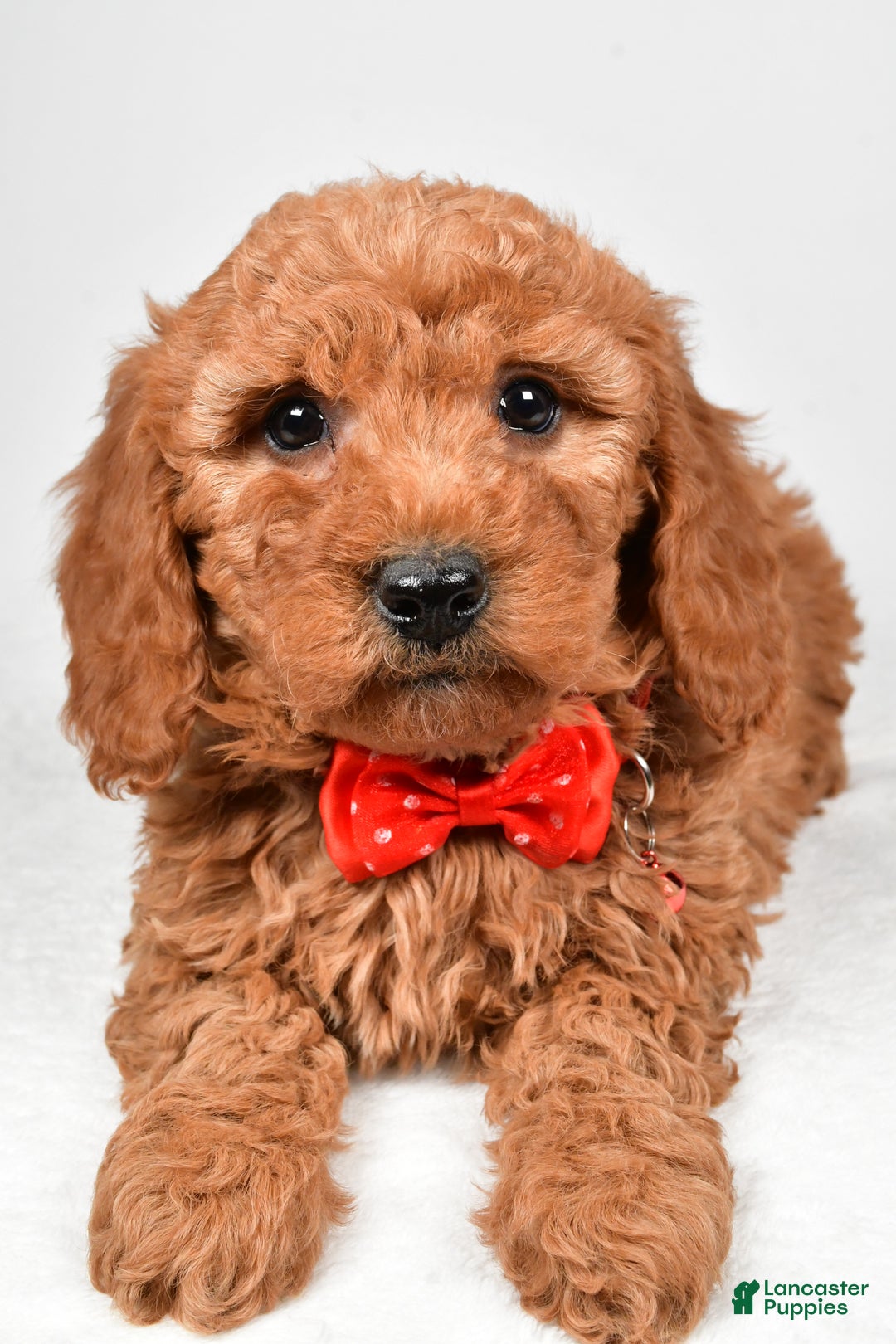 Mini Goldendoodle dogs for sale: Ritz f one b - Ad 4