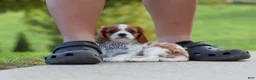 Cavalier King Charles Spaniel dogs for sale: Alec - Ad 5