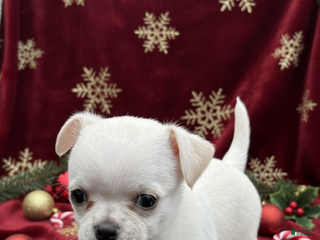 Chihuahua dogs Chihuahua Puppy 1 - Ad 13