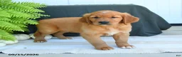 Golden Retriever dogs for sale: Weston - Ad 3