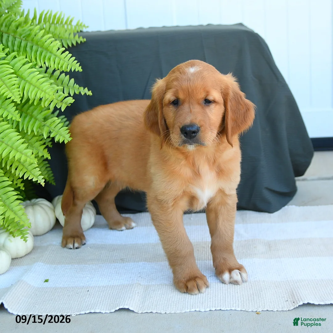 Golden Retriever dogs for sale: Weston - Ad 3