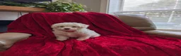 Pomapoo dogs for sale: Bunny - Ad 2