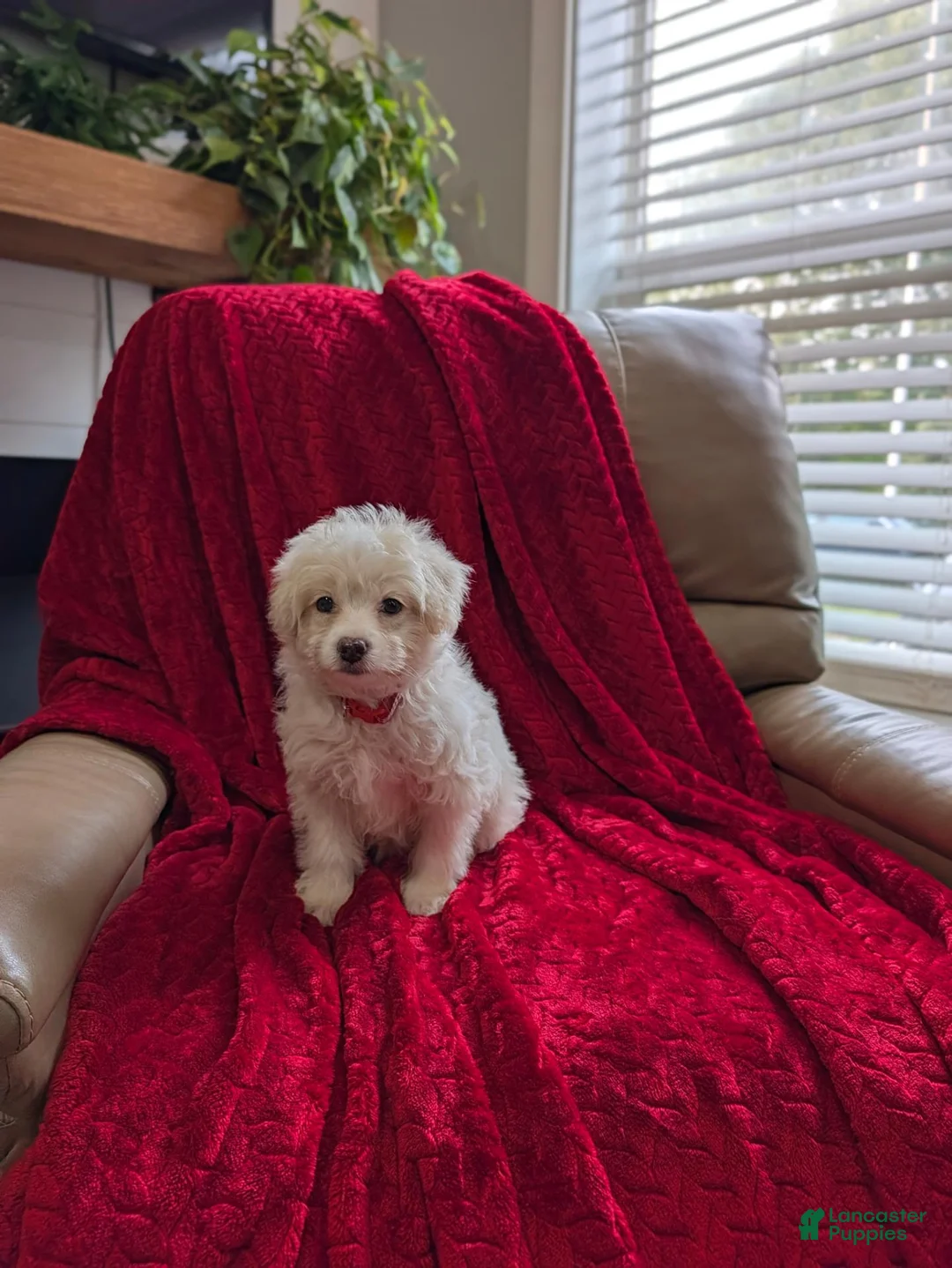 Pomapoo dogs for sale: Bunny - Ad 2