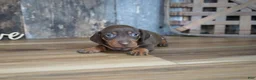 Miniature Dachshund dogs for sale: Griff - Ad 6