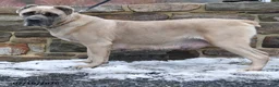 Cane Corso dogs for sale: Aster - Ad 5