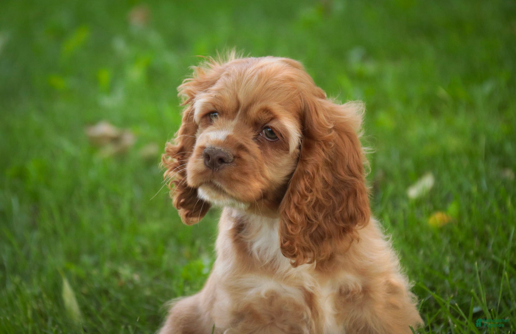 Cocker Spaniel dogs Alexa Cocker Spaniel  - Ad 2