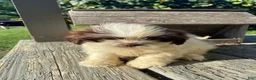 Shih Tzu dogs for sale: Milo - Ad 12
