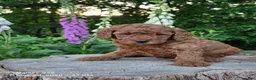 Mini Goldendoodle dogs for sale: Ginger  - Ad 3