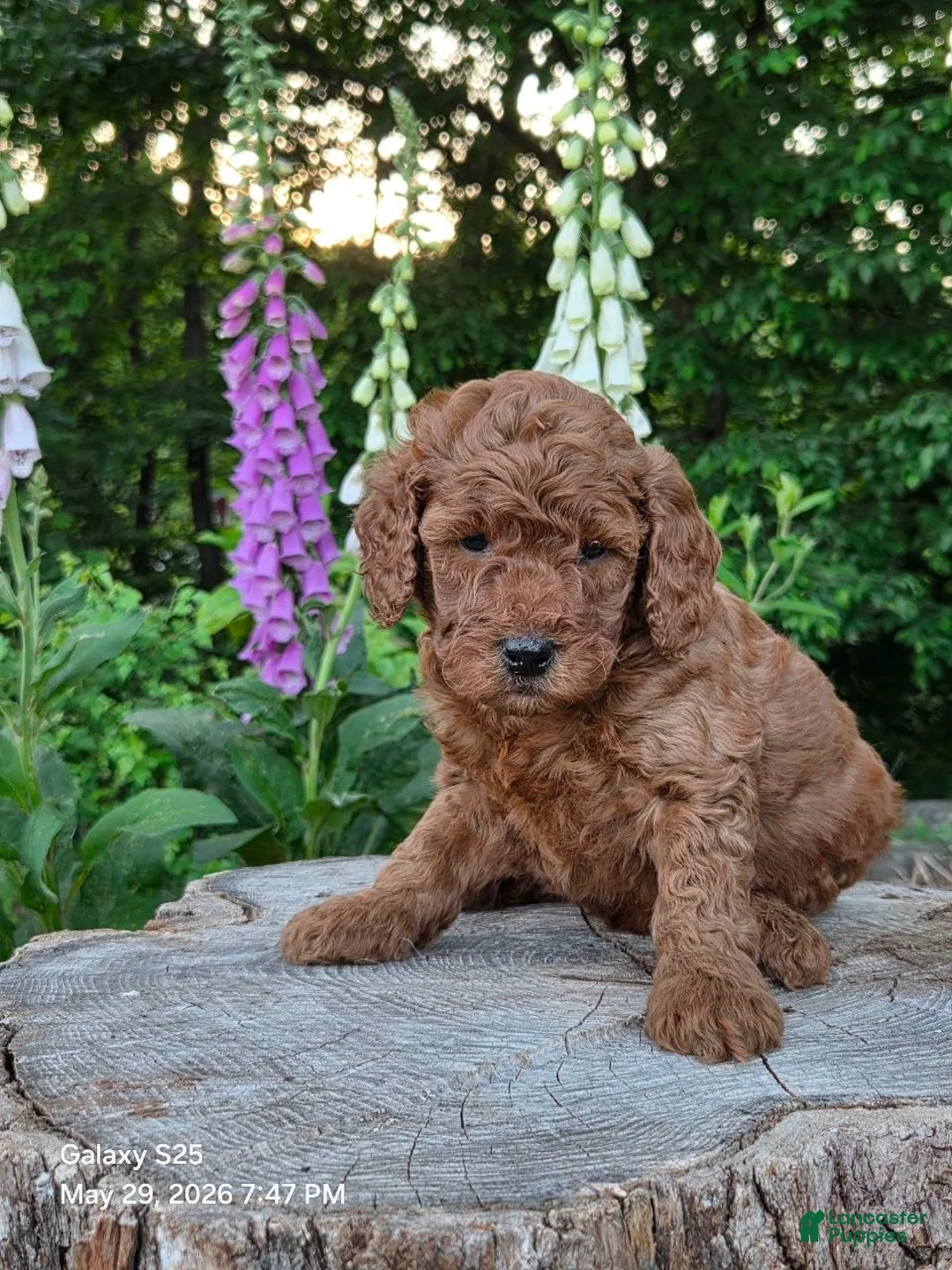 Mini Goldendoodle dogs for sale: Ginger  - Ad 3