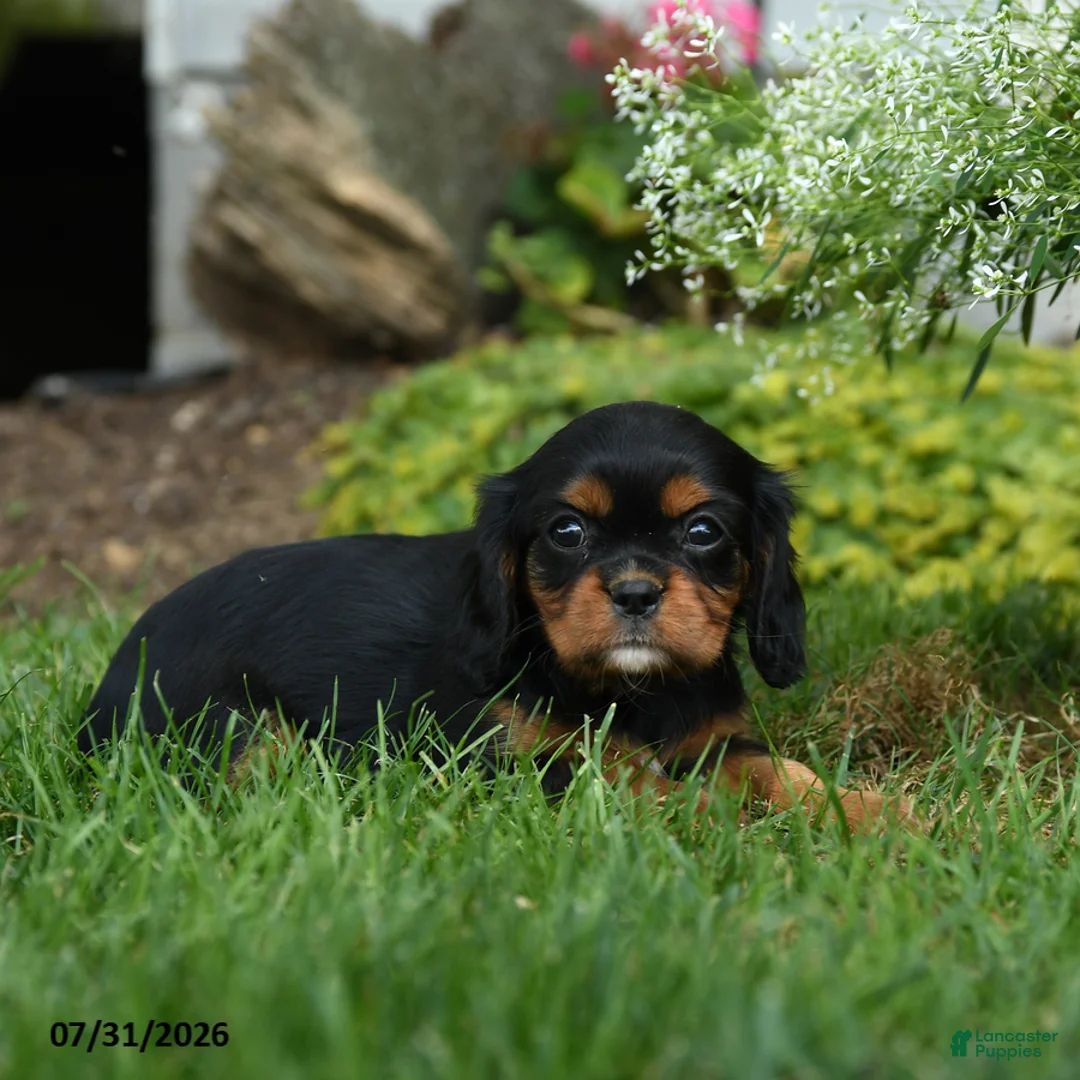 Cavalier King Charles Spaniel dogs for sale: Silverado - Ad 3