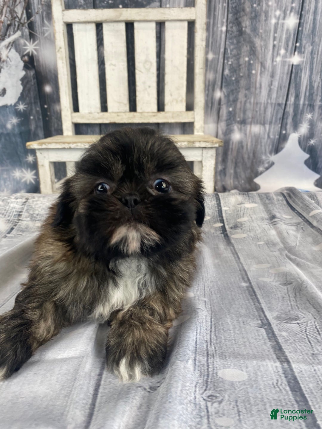 Shih Tzu dogs for sale: Snickers - Ad 11