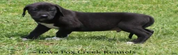 Great Dane dogs for sale: Max - Ad 4