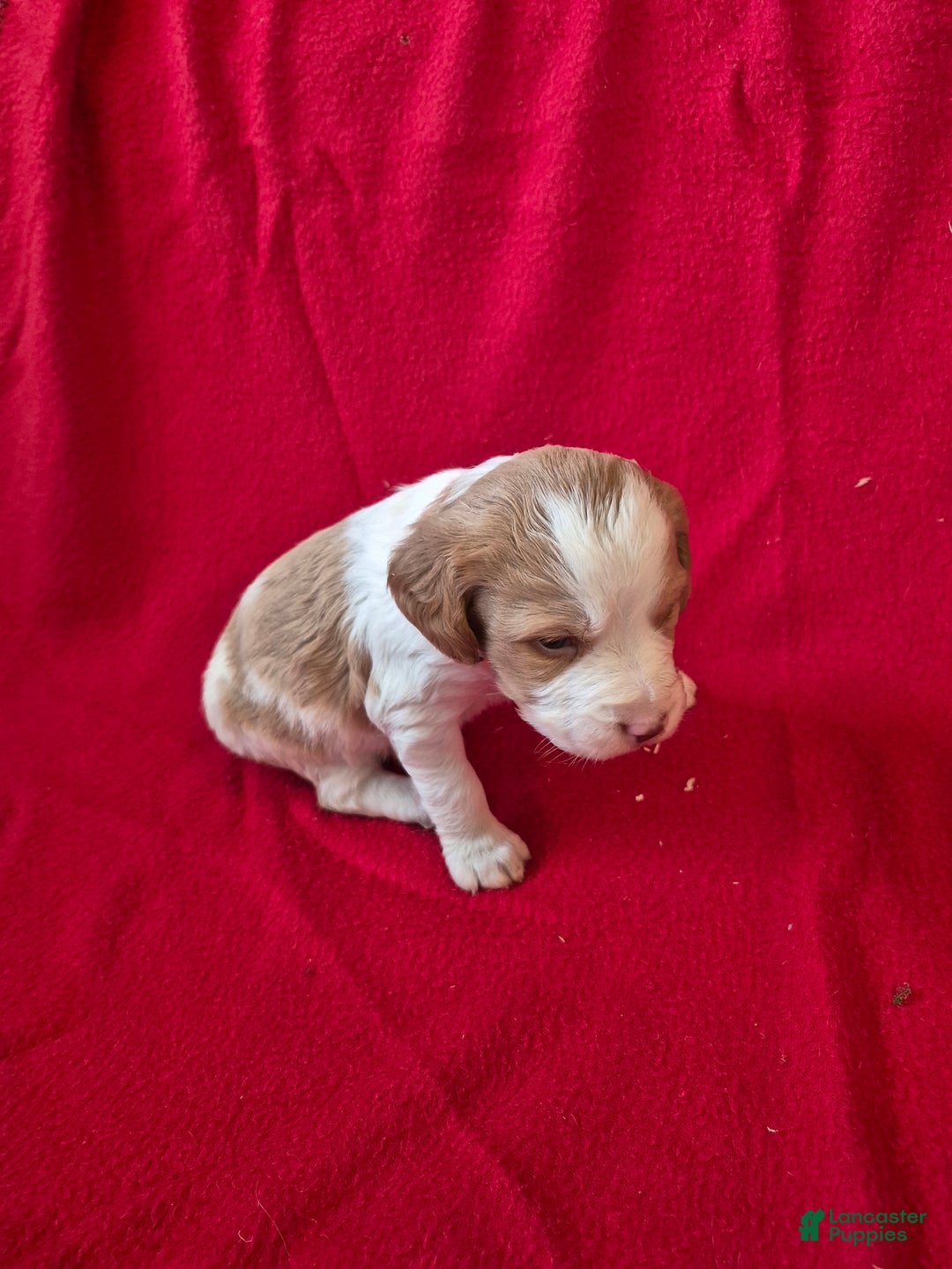 Brittany Spaniel dogs for sale: Donald - Ad 5
