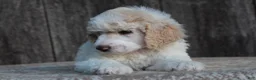 Standard Poodle dogs for sale: Canyon AKC Standard Poodle  - Ad 5