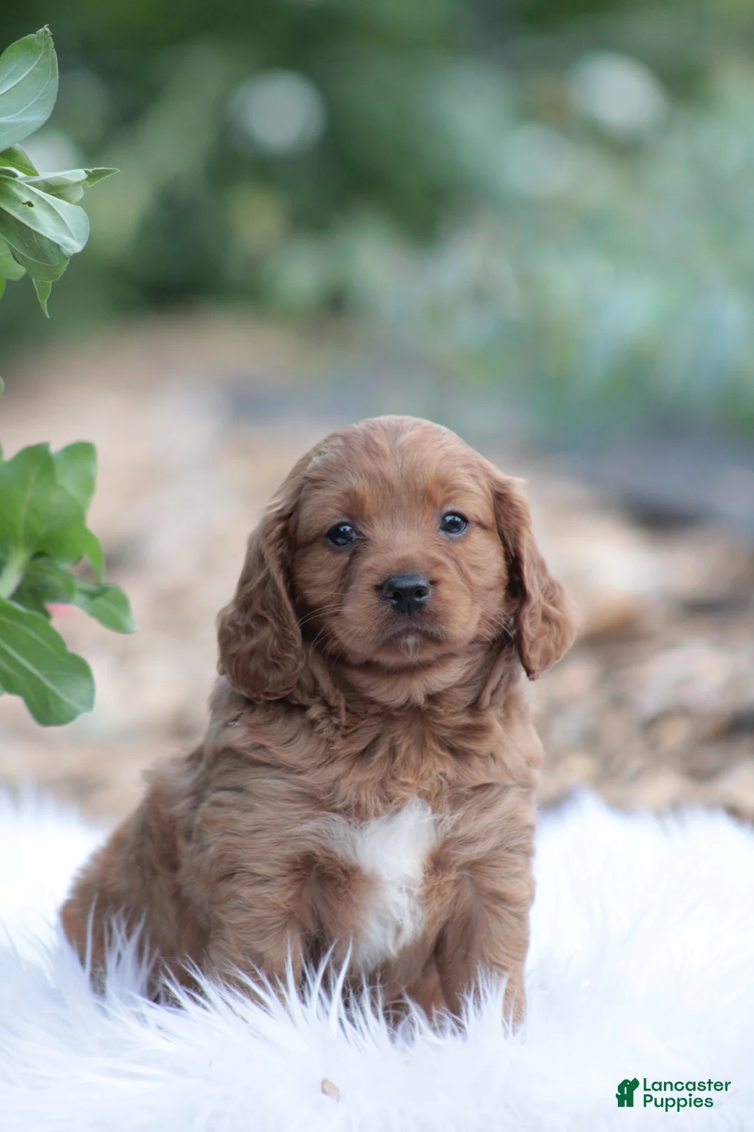 Cavapoo dogs for sale: Lily - Ad 2
