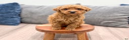 Toy Poodle dogs for sale: Honey - Ad 2