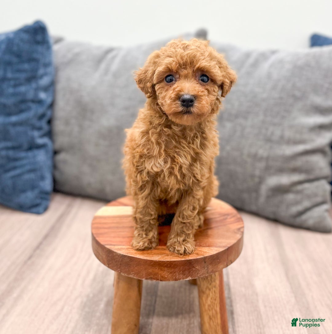Toy Poodle dogs for sale: Honey - Ad 2