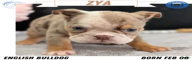 Zya