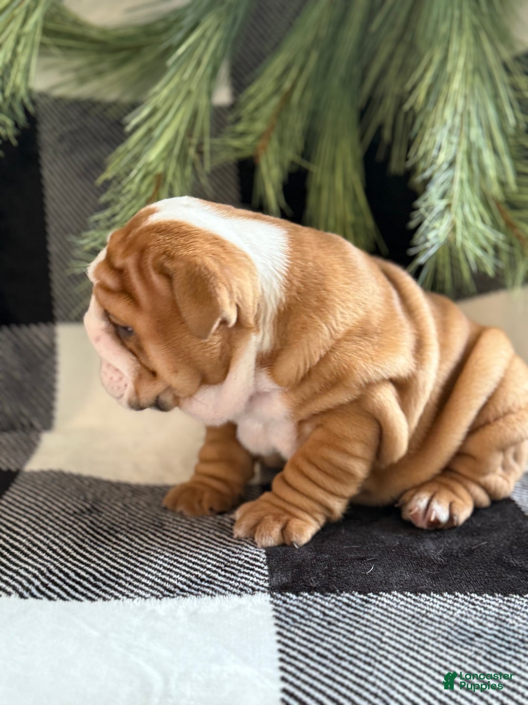 English Bulldog dogs for sale: Crosby  - Ad 3