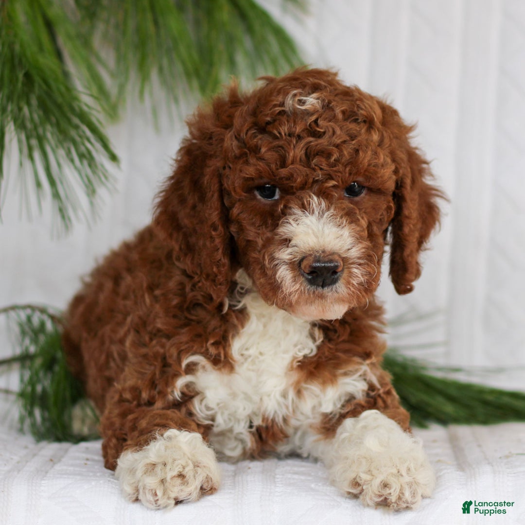 Mini Goldendoodle dogs for sale: Cocoa  - Ad 4
