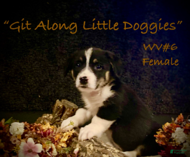 Welsh Corgi Pembroke dogs WV#6 - Ad 21