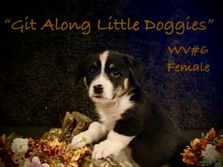 Welsh Corgi Pembroke dogs WV#6 - Ad 13