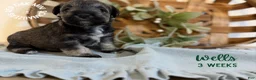 Miniature Schnauzer dogs for sale: Wells - Ad 2