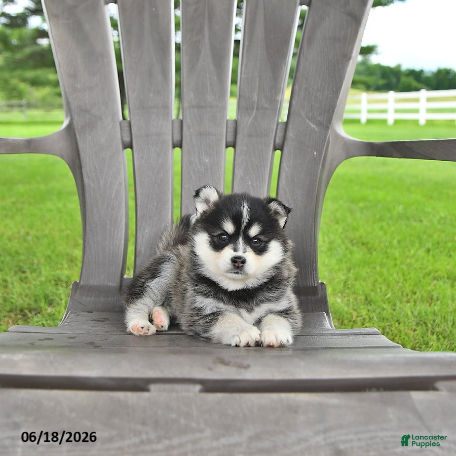 Pomsky dogs Ashlyn - Ad 1