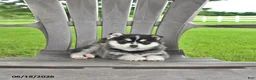 Pomsky dogs for sale: Ashlyn - Ad 1