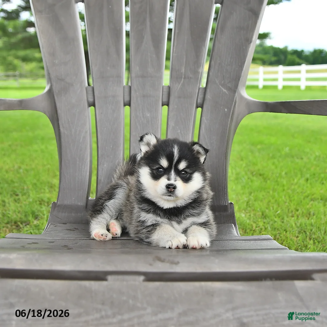 Pomsky dogs for sale: Ashlyn - Ad 1