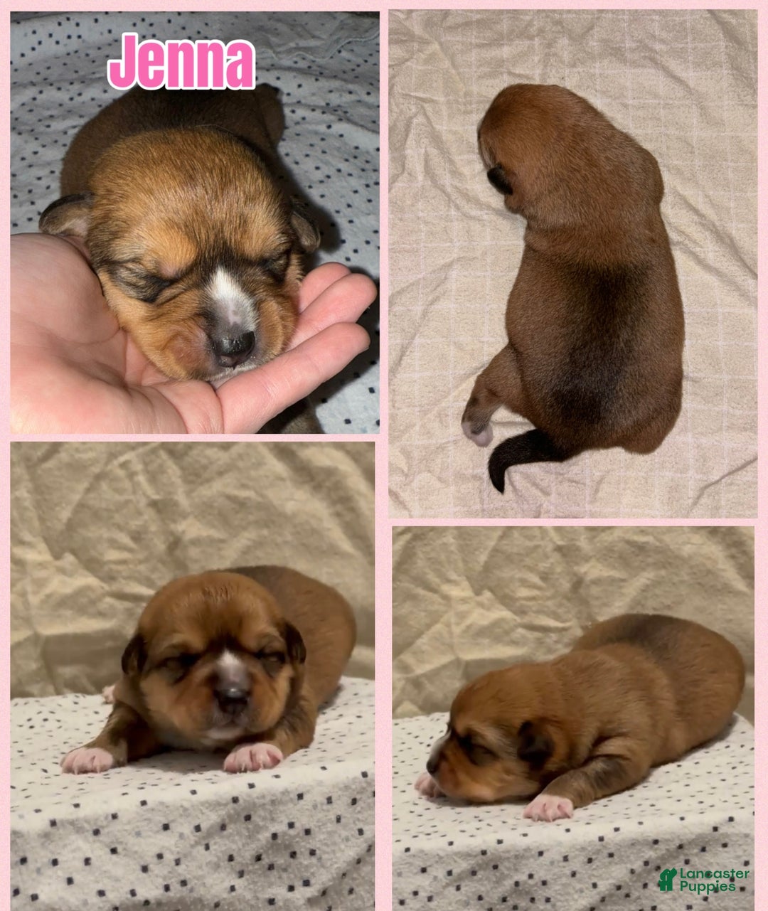 Mixed Breed dogs for sale: Jenna - Ad 2