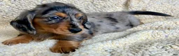 Miniature Dachshund dogs for sale: PARMESAN, PARMESAN, PARMESAN!! - Ad 12
