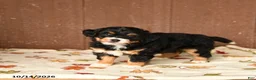 Mini Bernedoodle dogs for sale: Krista - Ad 1