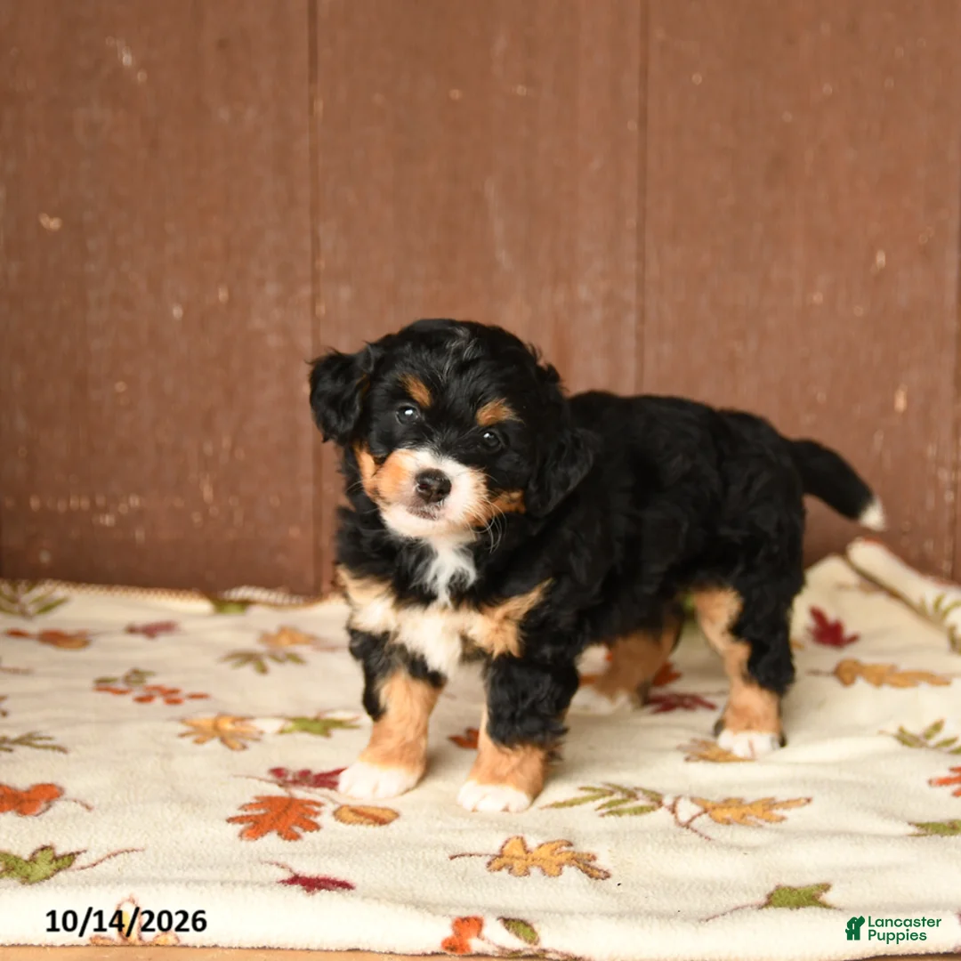 Mini Bernedoodle dogs for sale: Krista - Ad 1