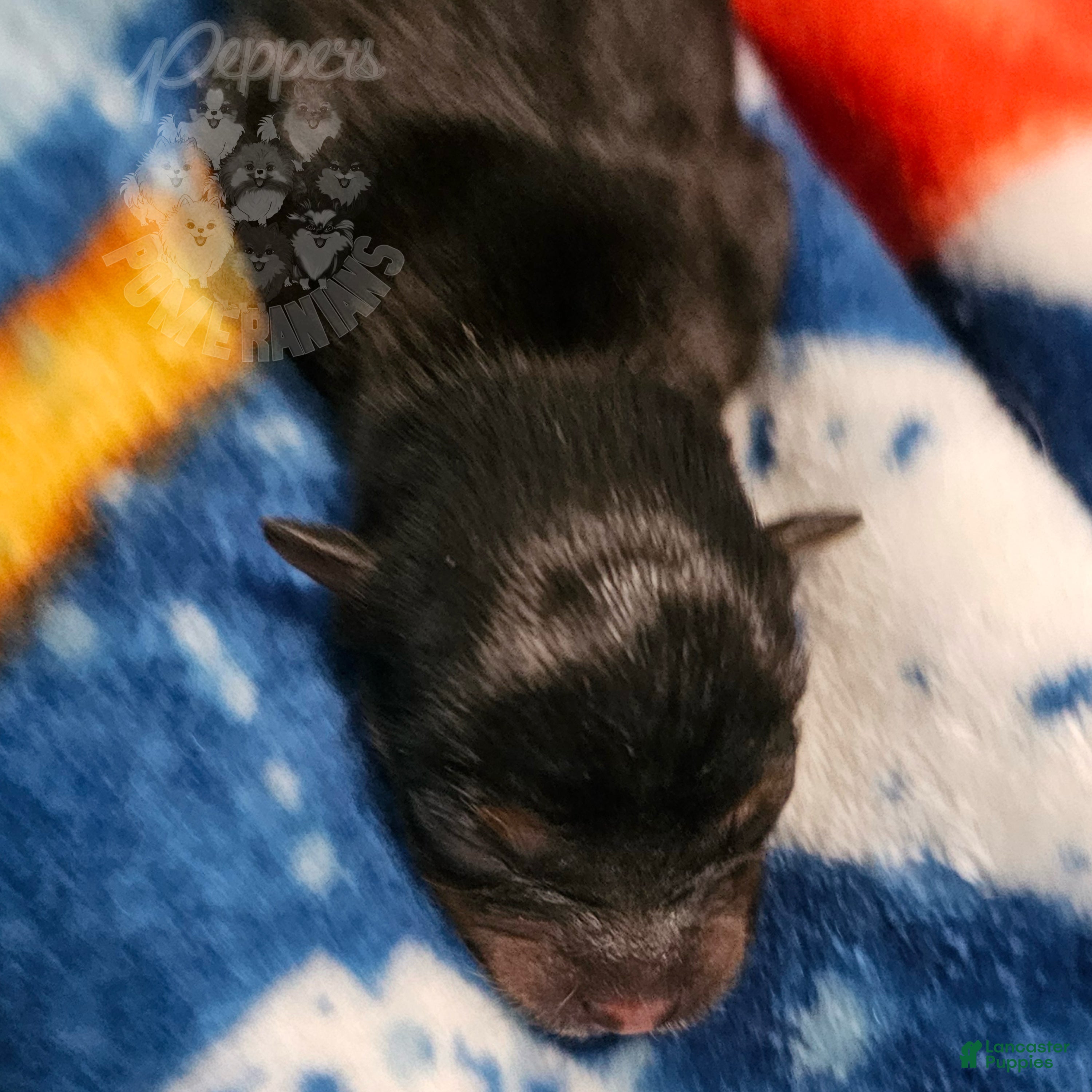 Pomeranian dogs for sale: Pepper's Love Buzz - "Buzz" - Ad 2