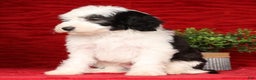 Mini Sheepadoodle dogs for sale: Henry - Ad 6
