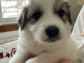 Great Pyrenees dogs Burgandy - Ad 17