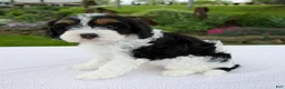 Cavapoo dogs for sale: Joy - Ad 2